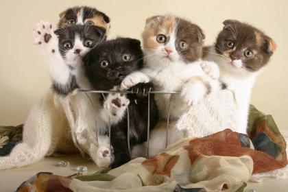 teacher clare keegan and her primary 4 students at Oakgrove Primary School, Glasgow, Scotland