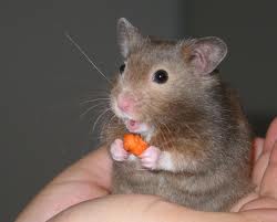 art the class pet hamster